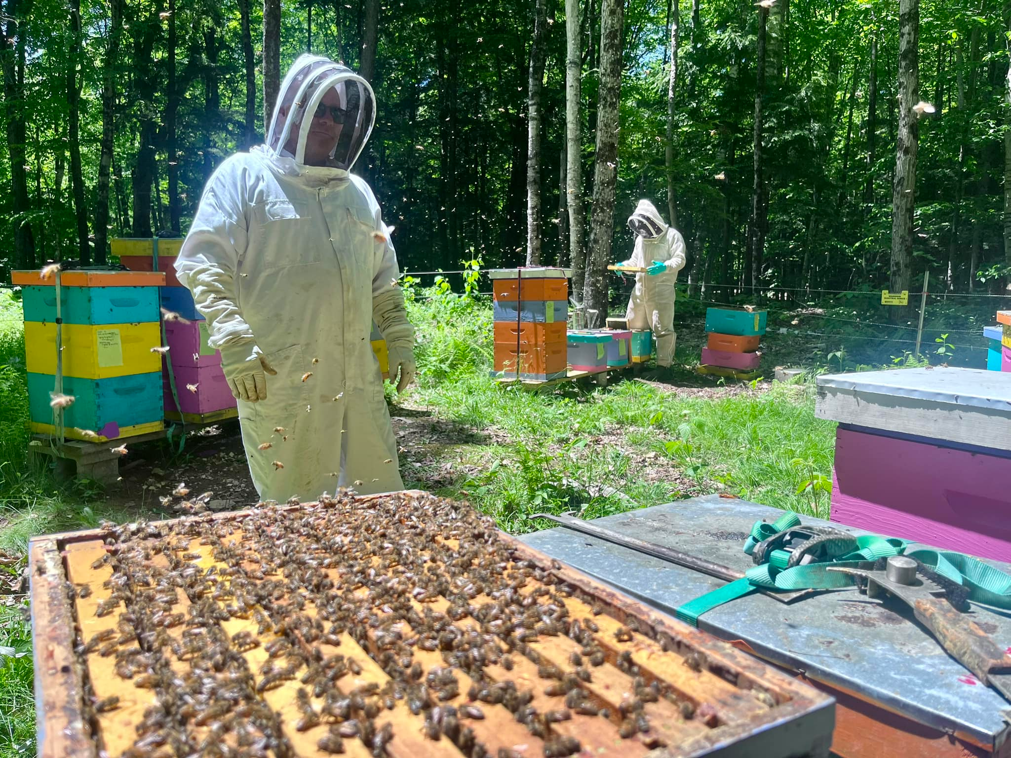 Beehive frame inspection