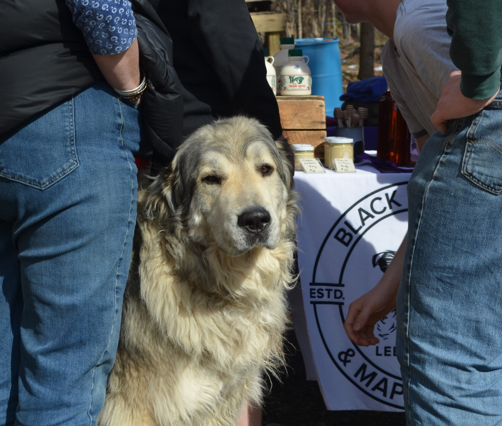 Maple Weekend at Black Dog Bees & Maple Trees